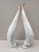 Load image into Gallery viewer, Ankole Cattle Horns - X Large 301
