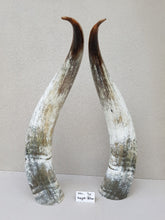 Load image into Gallery viewer, Ankole Cattle Horns - X Large 70
