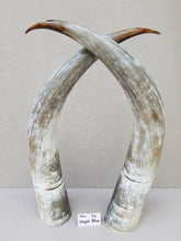 Load image into Gallery viewer, Ankole Cattle Horns - XX Large 70
