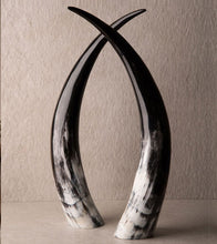 Load image into Gallery viewer, Ankole Cattle Horns
